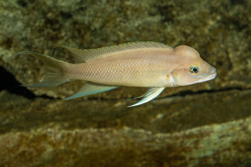 Neolamprologus longicaudatus 'Milima Island'